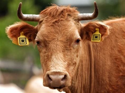 will us soilders be rfid chiped|rfid for cattle.